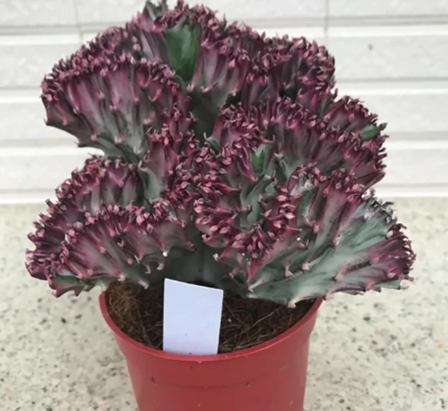 Euphorbia Lactea F. Cristata ‘Variegata’