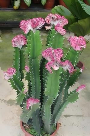 Euphorbia Lactea F. Cristata ‘Variegata’ factory