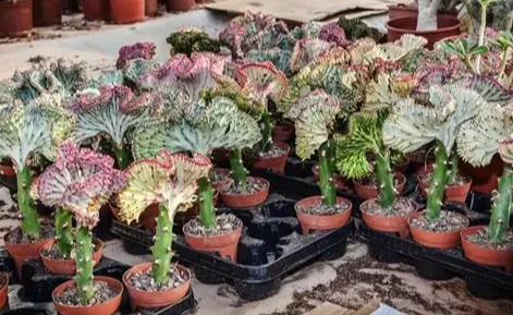 Euphorbia Lactea F. Cristata ‘Variegata’ suppliers