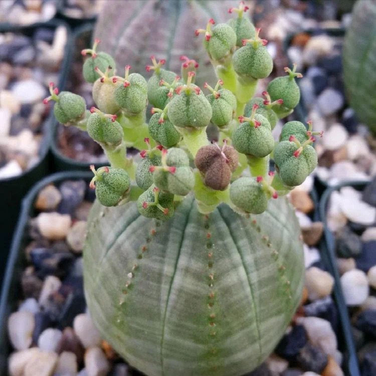 Euphorbia Obesa