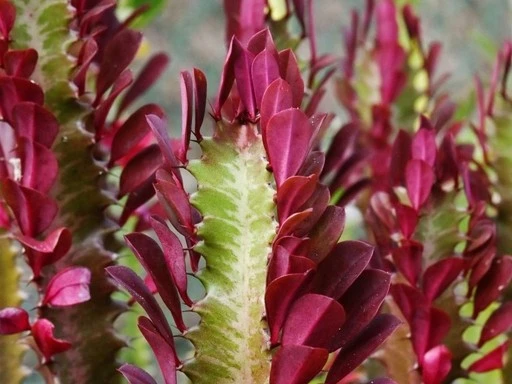 Euphorbia Trigona factory