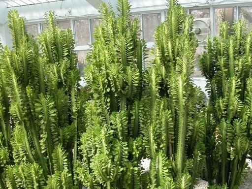 Euphorbia Trigona best