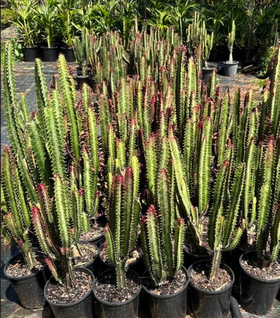 Euphorbia Trigona