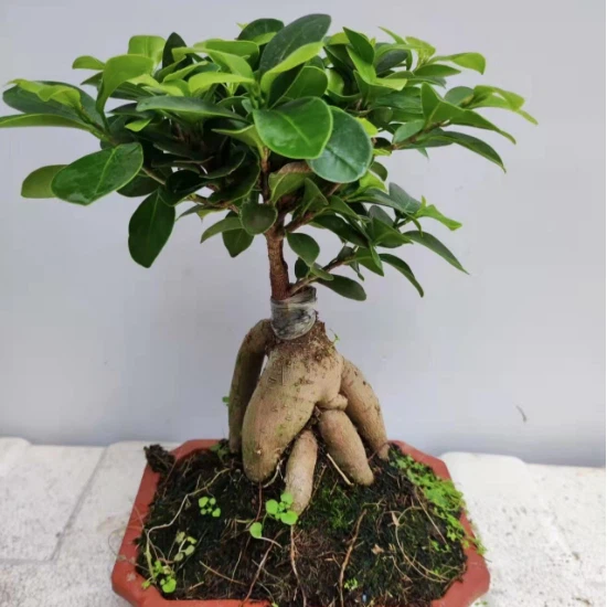 Ficus Microcarpa Linn.f. # Ornamental Live Plants
