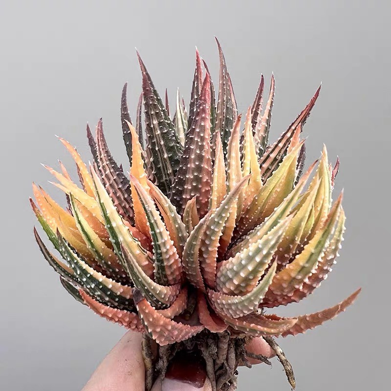 Haworhtia Margaritifera Fvariegata