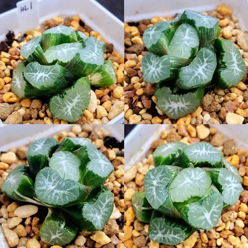 Haworthia Truncata Var. Maughanii Hanabishi