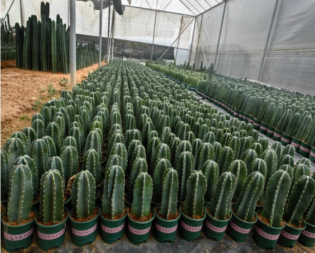 Hylocereus Undatus suppliers