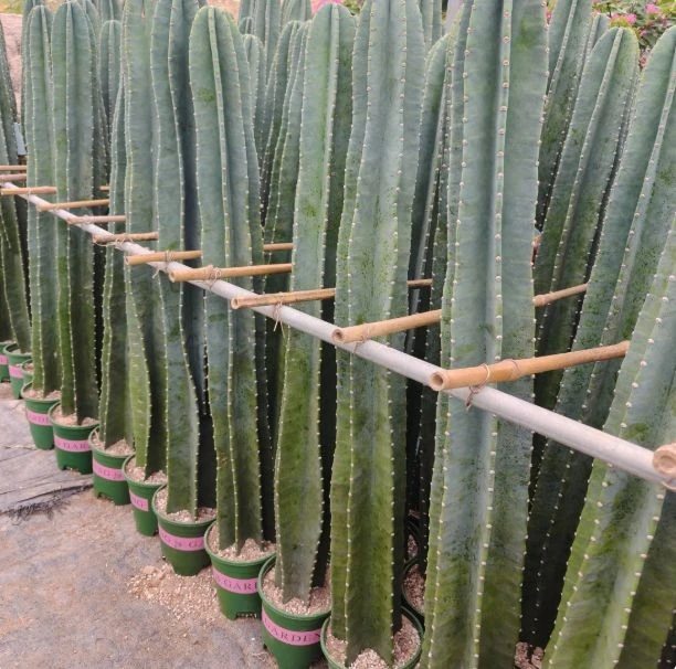 Hylocereus Undatus best