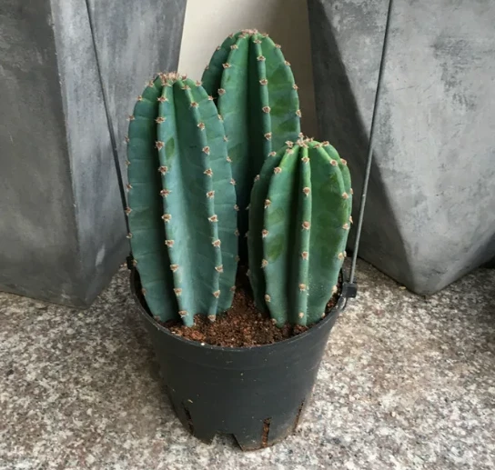 Hylocereus Undatus