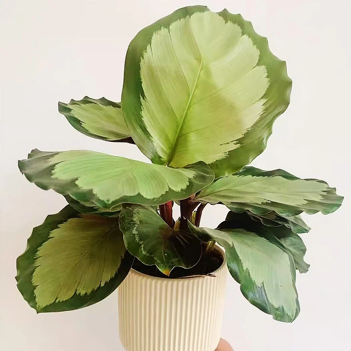 Monotagma Rhodanthum