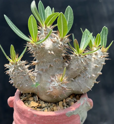 Pachypodium Eburneum factory
