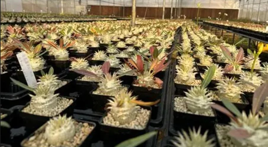 Pachypodium Eburneum high quality