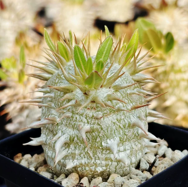 Pachypodium Eburneum
