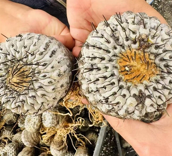 Copiapoa Cinerea