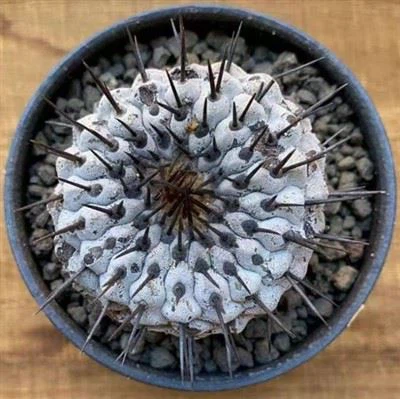 copiapoa-cinerea99a47