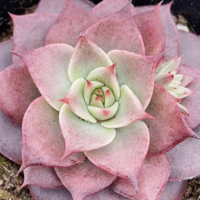 Echeveria Gila