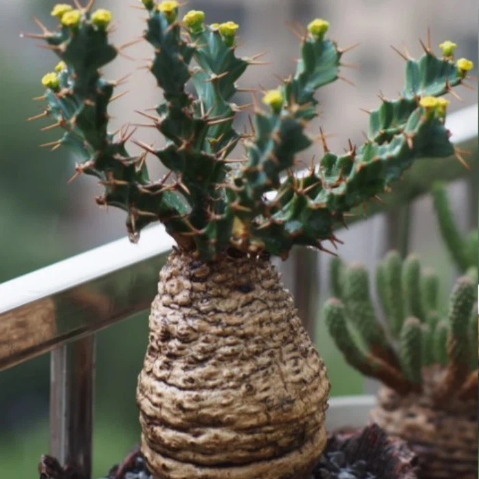 Euphorbia Pekinensis