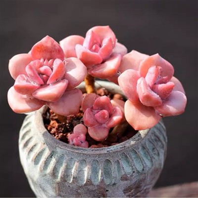 Graptoveria ‘Gypsy’ Variegate Double Head