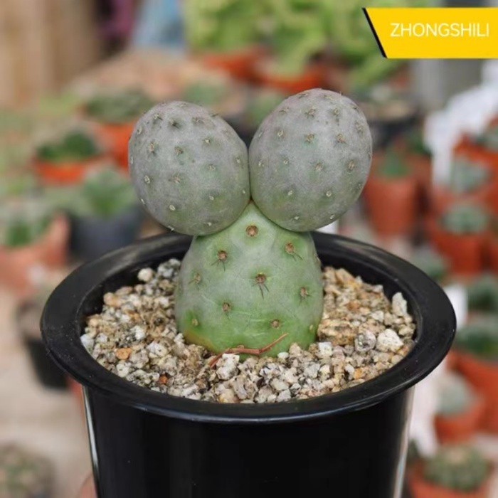 Tephrocactus Geometricus