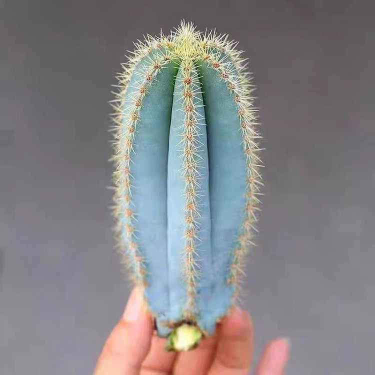 Pilosocereus Pachycladus suppliers