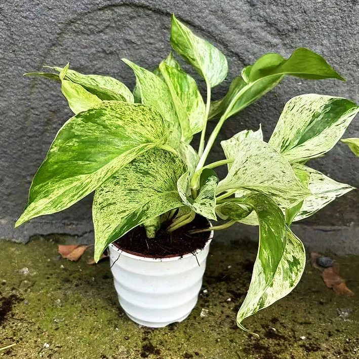 Pothos 