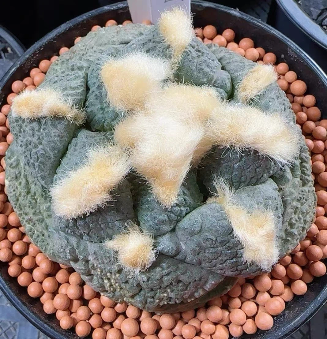 6004f7098ea54931e1bc8d1f4e2697b 6004f7098ea54931e1bc8d1f4e2697b