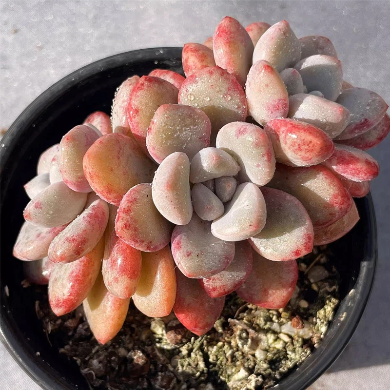 6 6