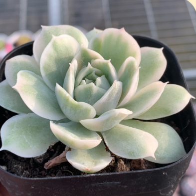 1730353520283 1730353520283