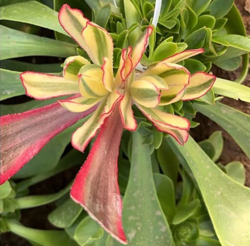 1735800638807 1735800638807