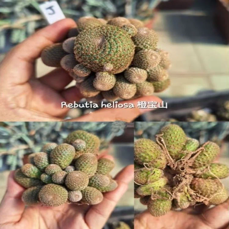Rebutia Heliosa
