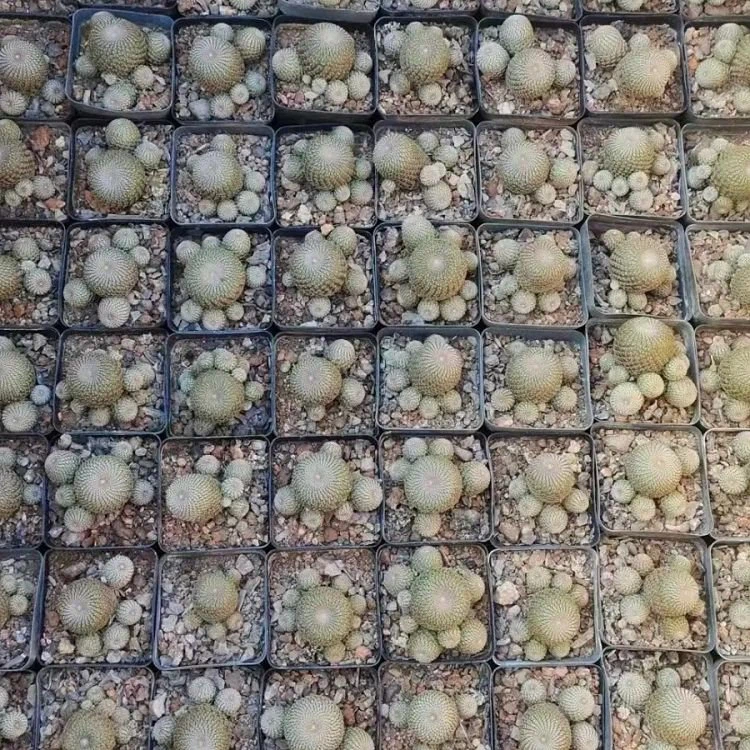 Rebutia Heliosa suppliers