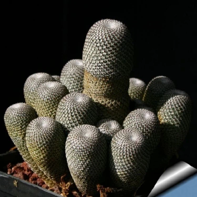 Rebutia Heliosa best