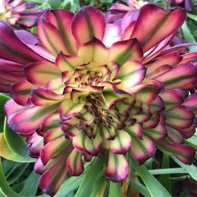 Aeonium Abeauty Cristata