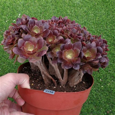 Aeonium Arboreum Velour Cristata