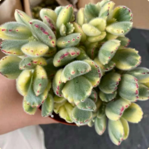 Cotyledon Tomentosa Ssp. Ladismithiensis