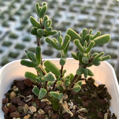 Drosanthemum ’silkworm‘