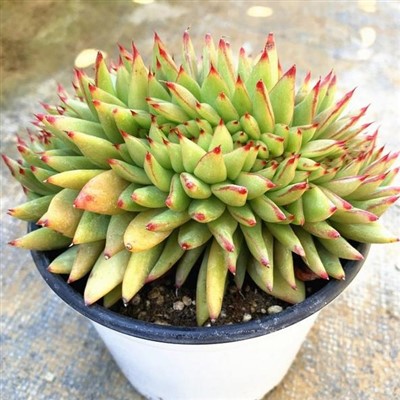 Echeveria Agavoides 'Victor Kane Variegata' Plants