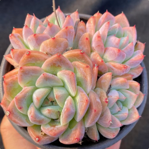 Echeveria 'Albanese'