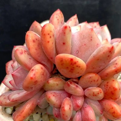 Echeveria 'Ariel' Rare Succulent Plants
