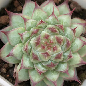 Echeveria 'Bai Ji'