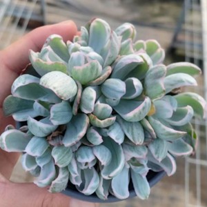 Echeveria 'Berkeley Light' #succulents #raresucculents