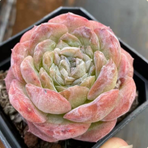 Echeveria 'Bing Guifei