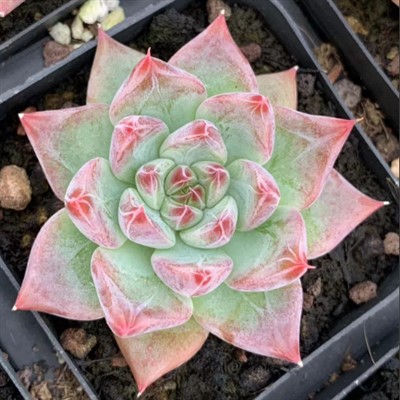 Echeveria ‘bish’