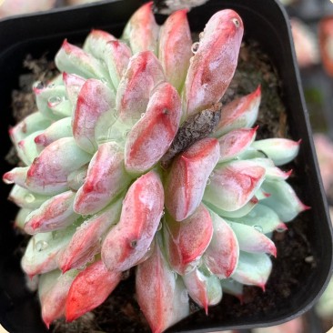 Echeveria 'bright'