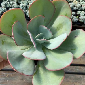 Echeveria Brinks Blue