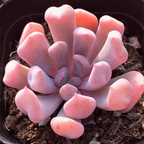 Echeveria ’Cupid’