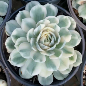 Echeveria Cv. Onslow Rare Plants