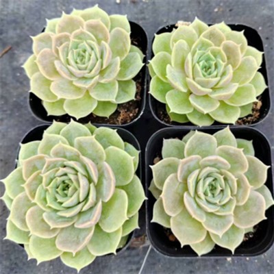 Echeveria Cv. Onslow Succulent Plants