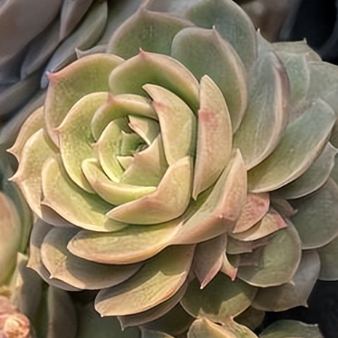 Echeveria Cv. Onslow Succulents