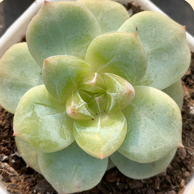 Echeveria 'Fritillaria Thun-bergli